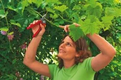 WOLF-Garten Aambeeld Snoeischaar Comfort Plus RS2500 -Buitentuin wolf garten aambeeld snoeischaar comfort plus rs2500 1619177787 1 l